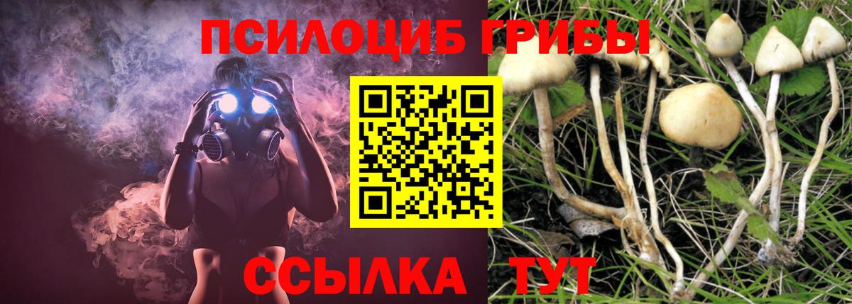 Псилоцибиновые грибы Psilocybe Коммунар